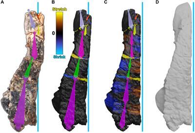 Reproducible Digital Restoration of Fossils Using Blender
